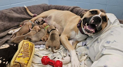 Pregnant pit bull rescued from horrific conditions in Kelowna gives birth to 10 puppies